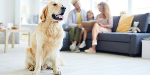 Diabete du chien : quels sont les signes ?