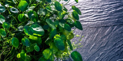 Desmodium adscendens : les indications de cette plante