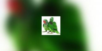 La mue de vos oiseaux de cages et volieres