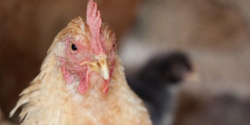 Grippe aviaire : les risques de propagation a l-homme