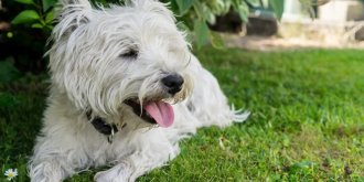 Nos animaux aussi souffrent de la chaleur