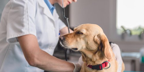 Pancreatite du chien : quelles sont les causes ?