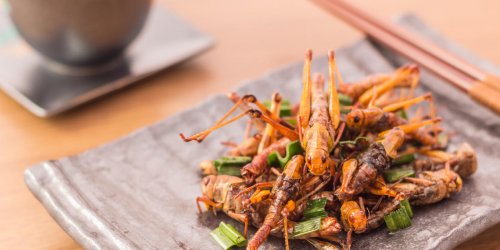Les insectes que vous pourriez bientot manger
