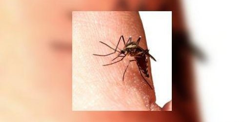 Journee mondiale de lutte contre le paludisme : « des moustiquaires pour la vie »