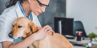 Tique : les signes d-une maladie de Lyme chez le chien