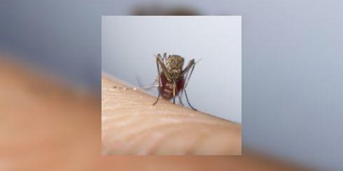 Chikungunya, dengue, paludisme... de dangereuses maladies a transmission vectorielle 