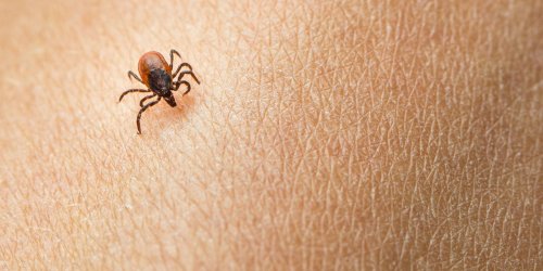 Comment la tique peut-elle transmettre la maladie de Lyme ?