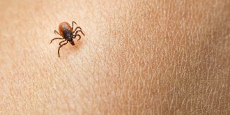 Comment la tique peut-elle transmettre la maladie de Lyme ?