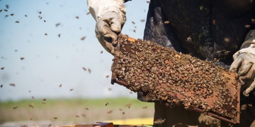 Bientot un vaccin contre les allergies aux piqures d-abeilles ? 