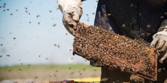 Bientot un vaccin contre les allergies aux piqures d-abeilles ?