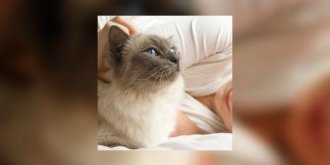 Ronronnement du chat : un langage felin aux proprietes benefiques