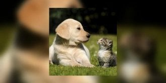 Chiens et chats domestiques peuvent nous transmettre leurs vers et protozoaires