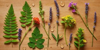 Une plante "adaptogene" pour chaque type de stress