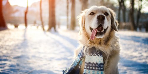 Votre chien peut-il affronter sans risque le froid de l-hiver et la neige ?