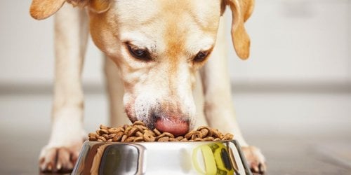 Le menu de votre chien doit-il varier ?