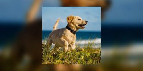 Acides gras omega-3 : l-atout sante de votre chien !