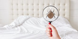 La recrudescence des punaises de lit depuis la fin du confinement