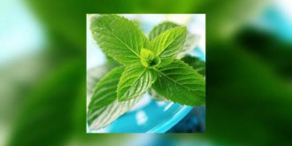 Huile essentielle de menthe : digestion, anti-fatigue et anti-douleur