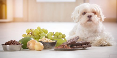 Ces aliments interdits dangereux pour votre chien