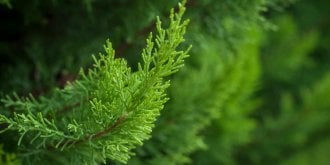 Allergie au cypres : 3 moyens de la limiter