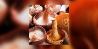 Cueillette des champignons : quelques precautions a prendre