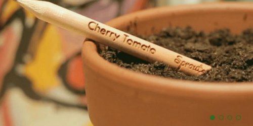 Sprout, un crayon qui devient une plante