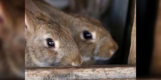 D’ou vient l’elevage du lapin ? 