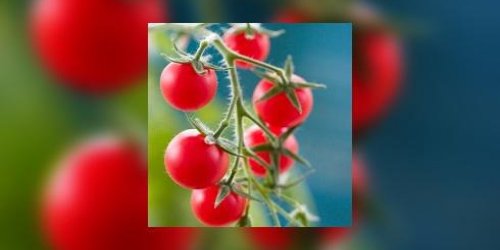 Et si vous cultiviez vos tomates ?