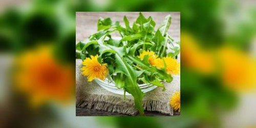 Comment utiliser les fleurs de pissenlit