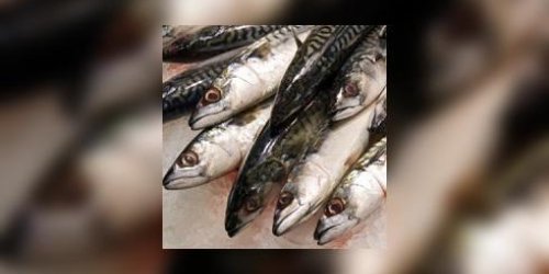 Comment choisir les sardines ?