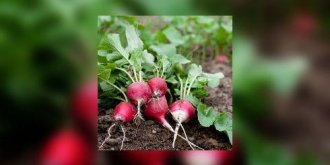 Pourquoi vous devez manger des radis