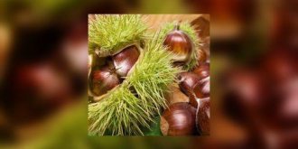 Chataigne ou marron ?