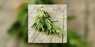 Le romarin : l’aromate qui ferait les centenaires ?