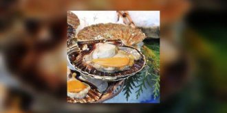 La plus belle des Coquilles Saint-Jacques…