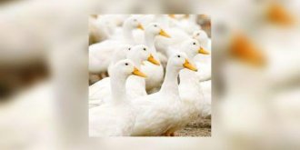 D-ou vient le foie gras ?