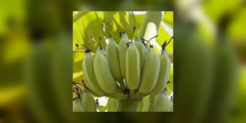 Bananes et ananas equitables