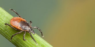 Maladie de Lyme : 59 patients portent plainte… mais pourquoi ?