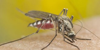 Dengue, chikungunya et Zika : le moustique tigre est de retour