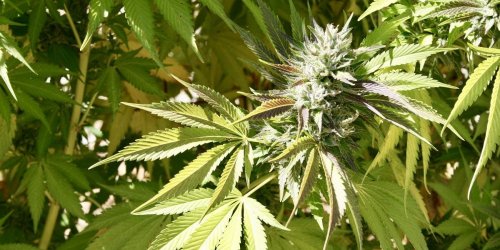 Cannabis : le THC legalise par erreur il y a 10 ans