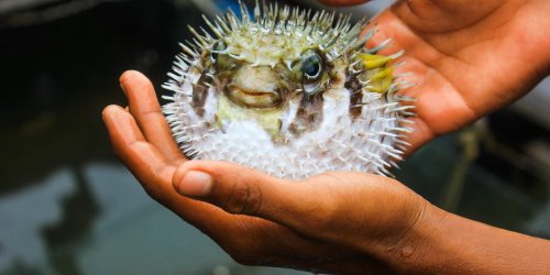 Fugu : le poisson mortel vendu dans un supermarche japonais