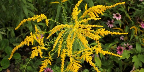 Ambroisie : ce pollen tres allergisant atteindra bientot son pic