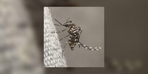 La dengue et le chikungunya : les moustiques tigre s’implantent durablement en metropole