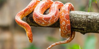 Du venin de serpent pour prevenir les sequelles d’un AVC