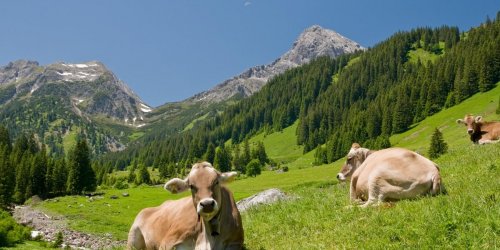 Epidemie de fievre charbonneuse dans les Hautes-Alpes : quels sont les risques ?