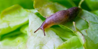 Apres avoir avale une limace pour un pari, il reste tetraplegique