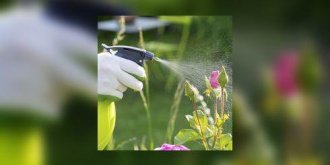 Insecticide : les pyrethrinoides perturbent le developpement intellectuel des enfants