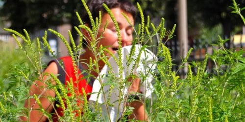 Allergie au pollen d’ambroisie : alerte rouge dans 5 departements