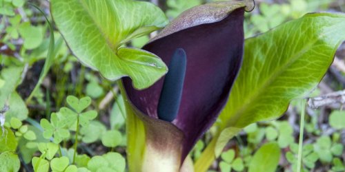 Un petit garcon intoxique apres avoir touche une plante lors d’une cueillette de muguet