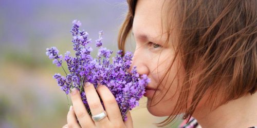 Riche en linalol, la lavande a de vrais effets anxiolytiques