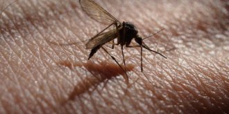 Alpes-Maritimes : 11 personnes victimes du virus West Nile